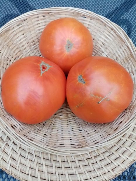  - TOMATE 2020 ALBUM 15