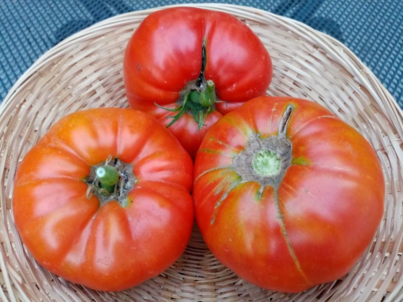  - TOMATE 2020 ALBUM 15
