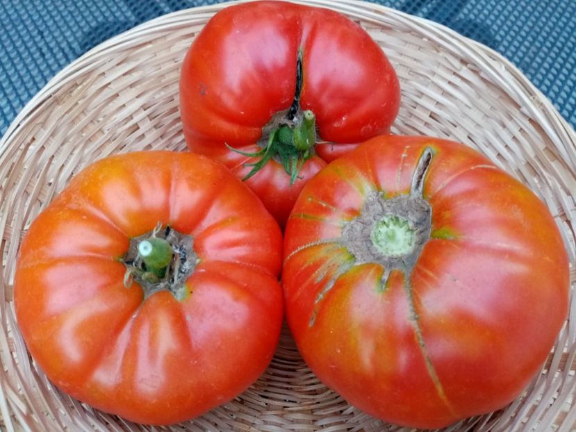 ZAZERA RED - TOMATE 2020 ALBUM 15