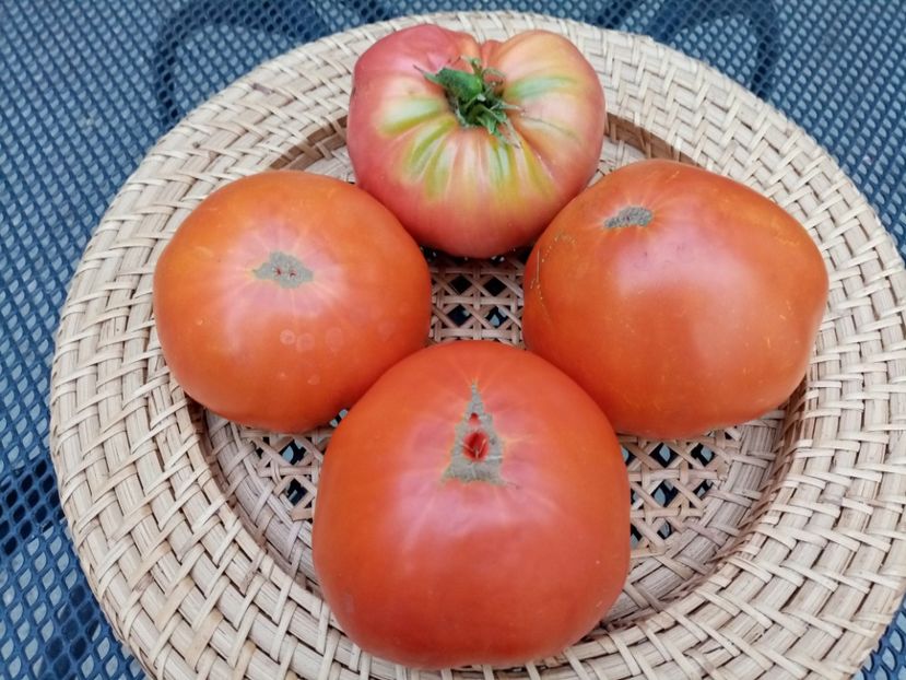  - TOMATE 2020 ALBUM 15