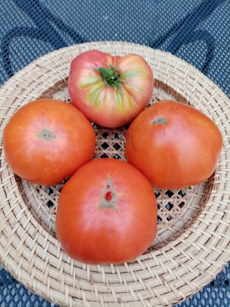 - TOMATE 2020 ALBUM 15