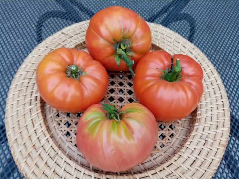  - TOMATE 2020 ALBUM 15