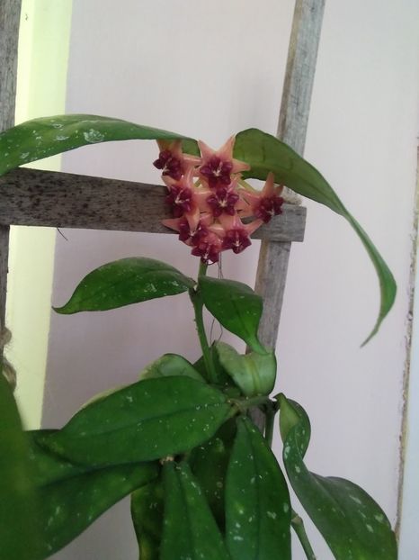 Lobbii orange - Hoya