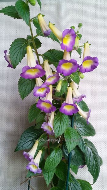  - BriD_s Estrella de Oro