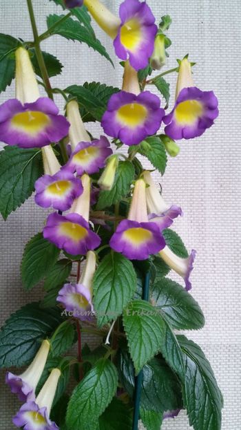  - BriD_s Estrella de Oro