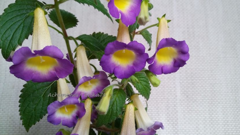  - BriD_s Estrella de Oro