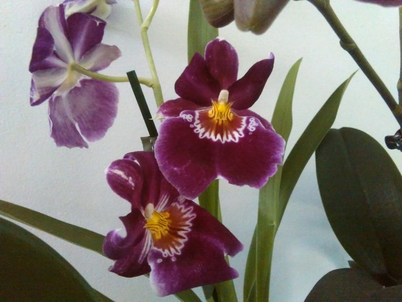 Miltonia - 2 orhidee
