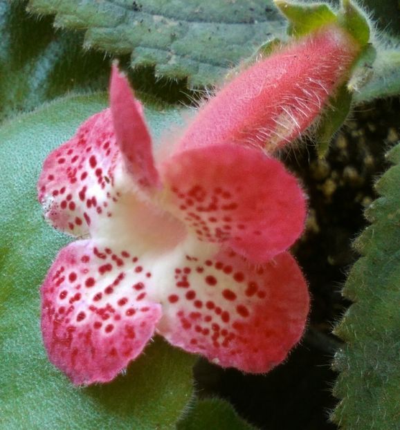 ni's lima - Kohlerii