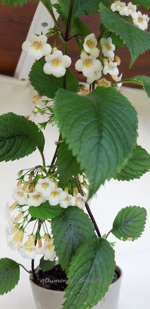  - Candida - botanical