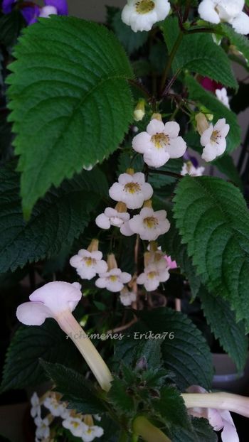  - Candida - botanical