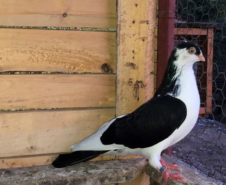 8506  mascul  2020_1 - tineret 2020