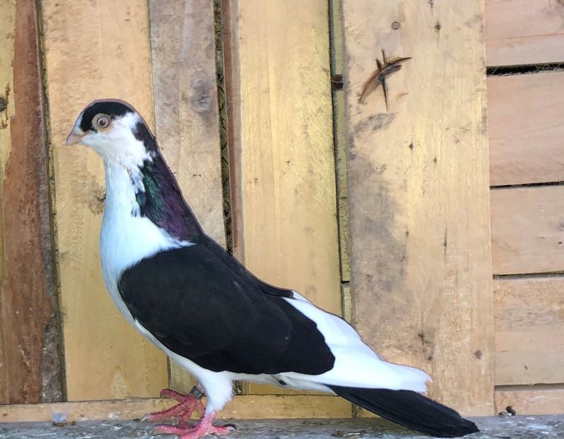 8506  mascul  2020_2 - tineret 2020