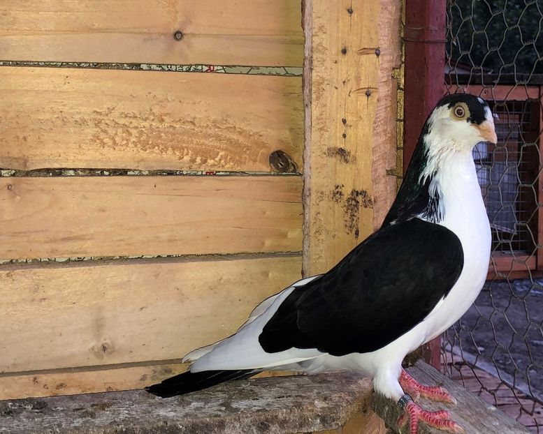 8506  mascul  2020_3 - tineret 2020