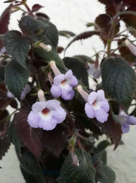 2020 - R20 - Camille Brozzoni