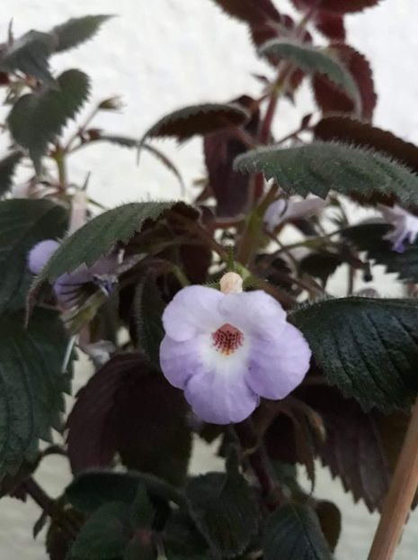  - R20 - Camille Brozzoni