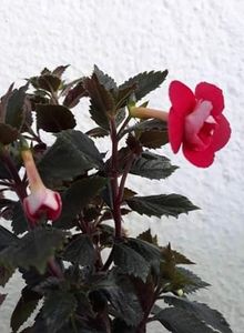 2020 - 001 2021 - Assault