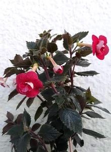  - 001 2021 - Assault