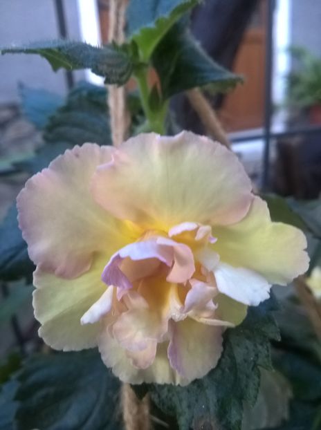  - Yellow English Rose