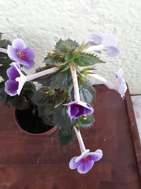  - 0001 2022 - Charles Martel