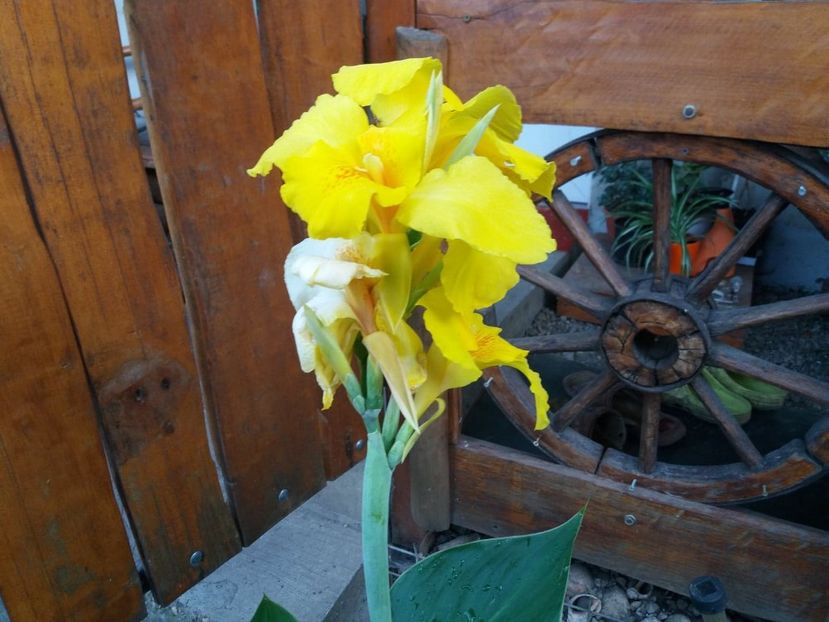  - curtea in vara 2020