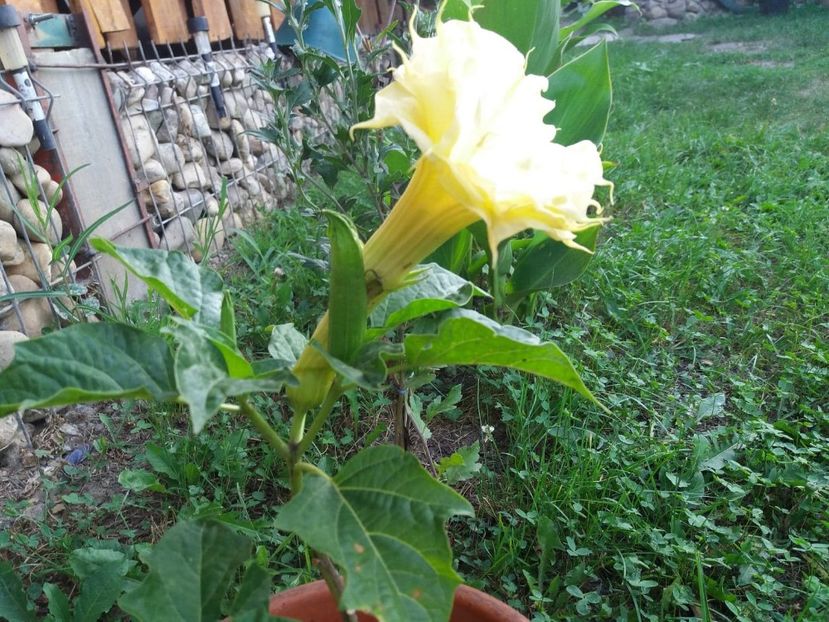  - Brugmasia si datura