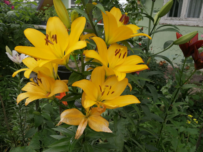  - 04 Gradina de flori 2020