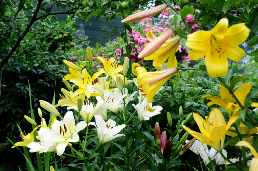  - 04 Gradina de flori 2020