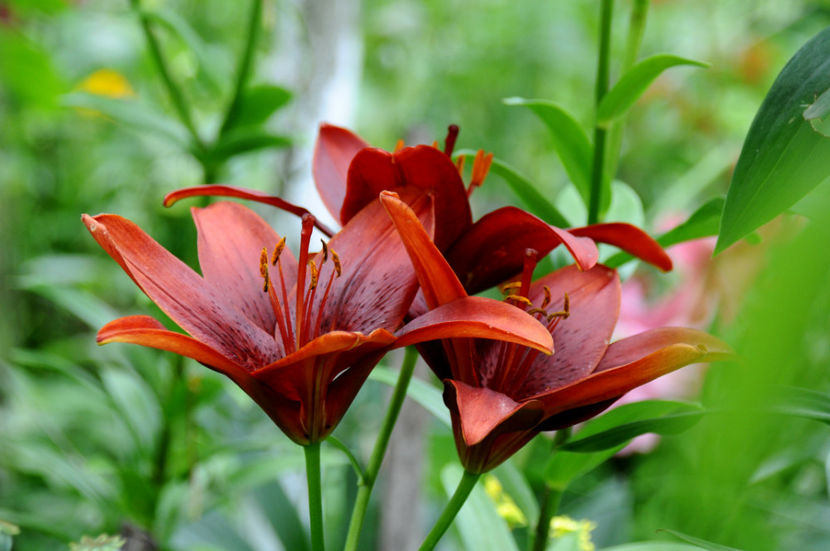  - 04 Gradina de flori 2020