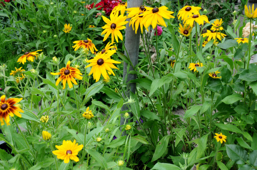  - 04 Gradina de flori 2020