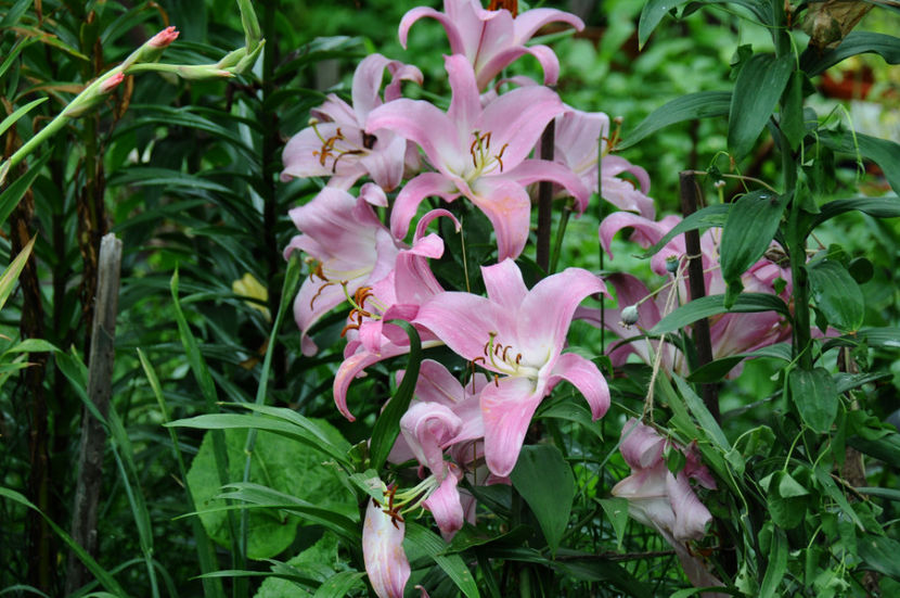  - 04 Gradina de flori 2020