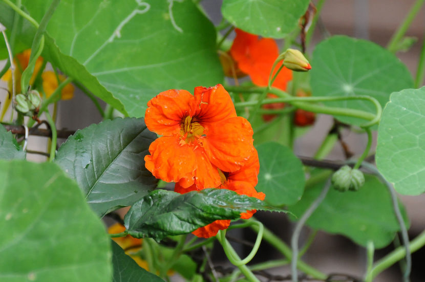  - 04 Gradina de flori 2020