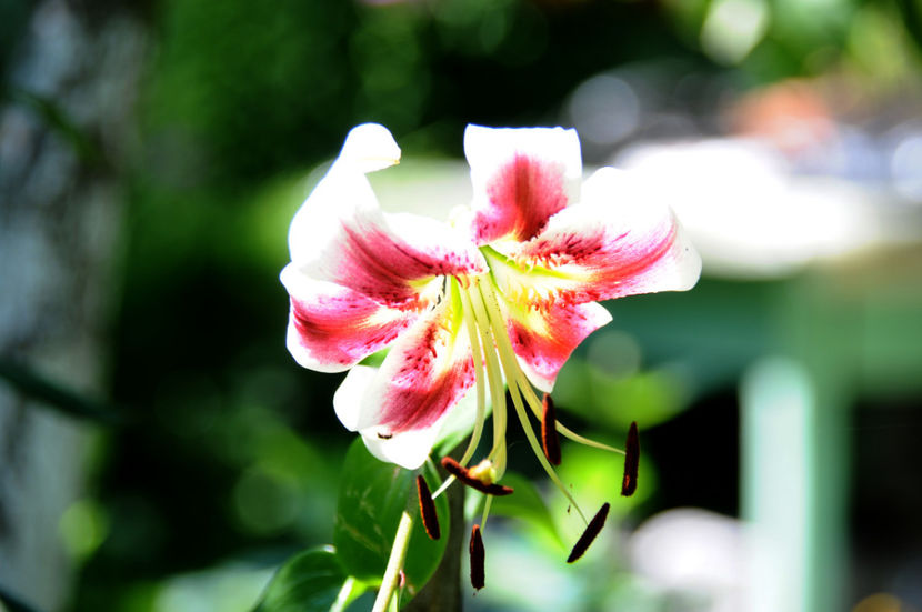  - 04 Gradina de flori 2020