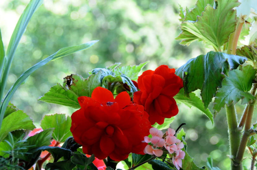  - 04 Gradina de flori 2020