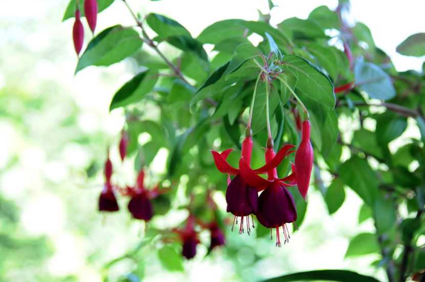  - 04 Gradina de flori 2020