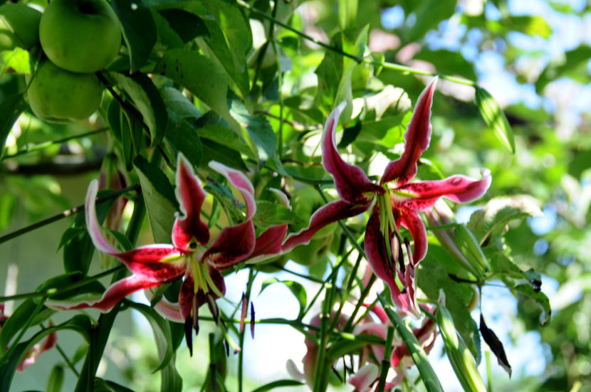  - 04 Gradina de flori 2020