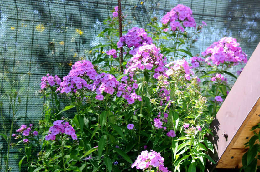  - 04 Gradina de flori 2020