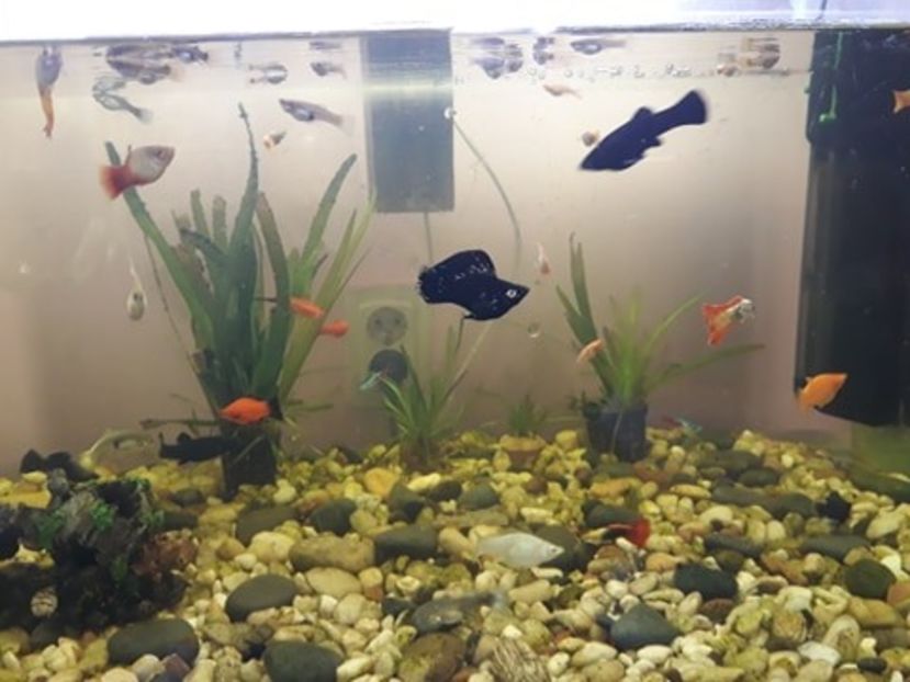  - 0 de vinzare PESTI ACVARIU GUPPY XIPHO ROSU molly negru gold silver ballon