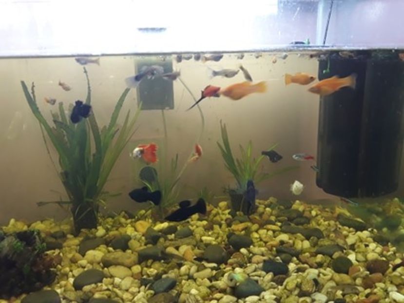  - 0 de vinzare PESTI ACVARIU GUPPY XIPHO ROSU molly negru gold silver ballon