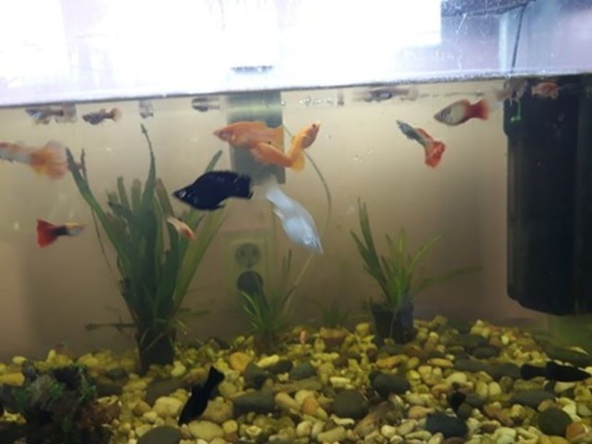  - 0 de vinzare PESTI ACVARIU GUPPY XIPHO ROSU molly negru gold silver ballon