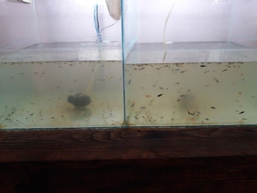  - 0 de vinzare PESTI ACVARIU GUPPY XIPHO ROSU molly negru gold silver ballon