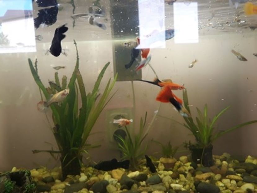  - 0 de vinzare PESTI ACVARIU GUPPY XIPHO ROSU molly negru gold silver ballon