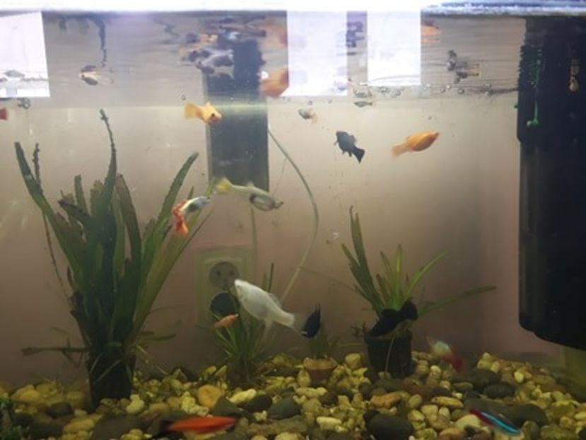  - 0 de vinzare PESTI ACVARIU GUPPY XIPHO ROSU molly negru gold silver ballon