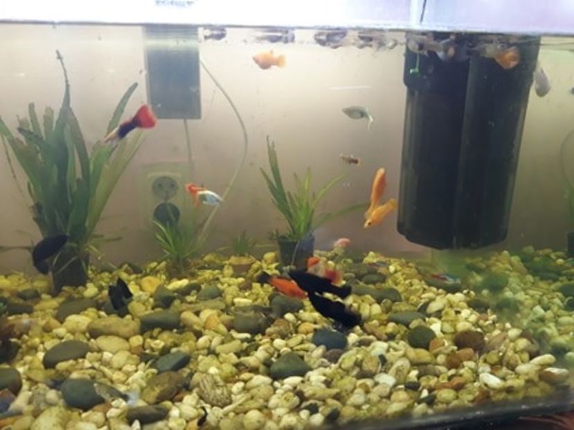  - 0 de vinzare PESTI ACVARIU GUPPY XIPHO ROSU molly negru gold silver ballon