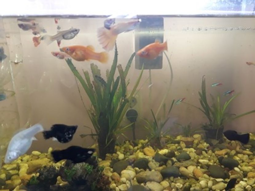  - 0 de vinzare PESTI ACVARIU GUPPY XIPHO ROSU molly negru gold silver ballon