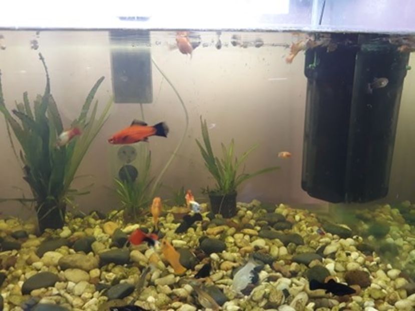  - 0 de vinzare PESTI ACVARIU GUPPY XIPHO ROSU molly negru gold silver ballon