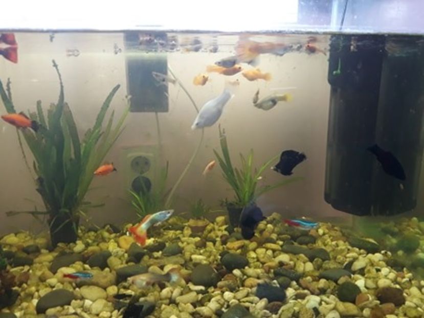  - 0 de vinzare PESTI ACVARIU GUPPY XIPHO ROSU molly negru gold silver ballon