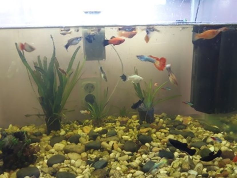  - 0 de vinzare PESTI ACVARIU GUPPY XIPHO ROSU molly negru gold silver ballon