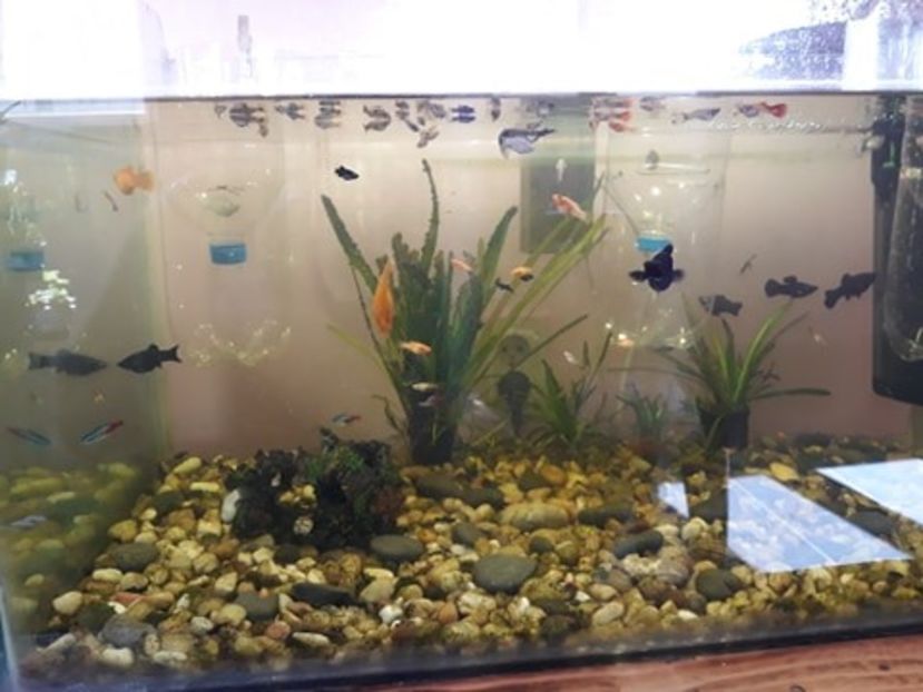  - 0 de vinzare PESTI ACVARIU GUPPY XIPHO ROSU molly negru gold silver ballon