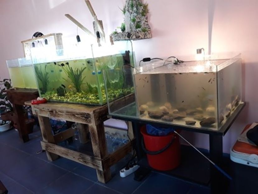  - 0 matca pesti acvariu 2020