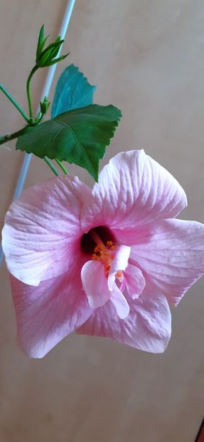  - Hibiscus 2015-2024